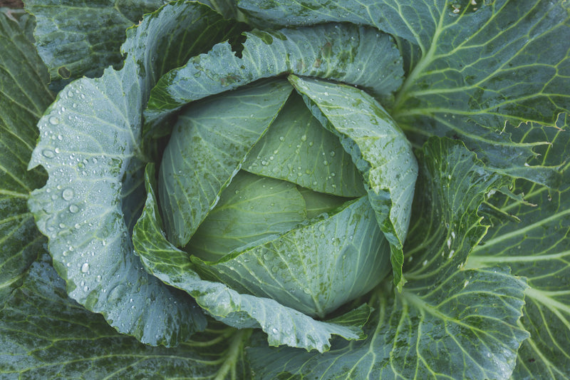 Cabbage Half