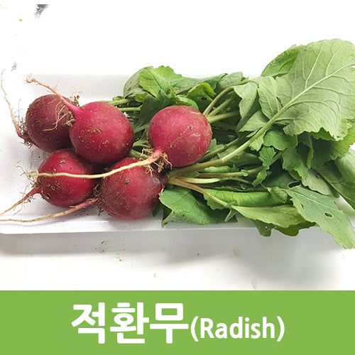 레드 래디시
