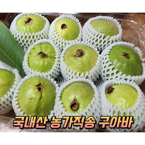 구아바 BT