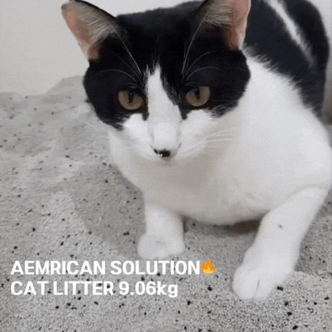 아메리칸 솔루션 고양이 모래 AMERICAN SOLUTION CAT LITTER 9.06kg