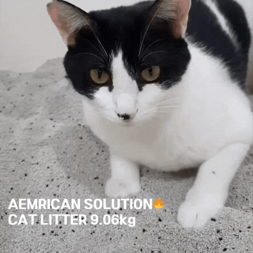 아메리칸 솔루션 고양이 모래 AMERICAN SOLUTION CAT LITTER 9.07kg