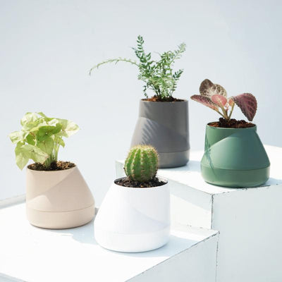 SPECIAL PRICE🎈 Qualy Hill Pot S / L