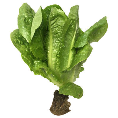 9350336000009 대표이미지
