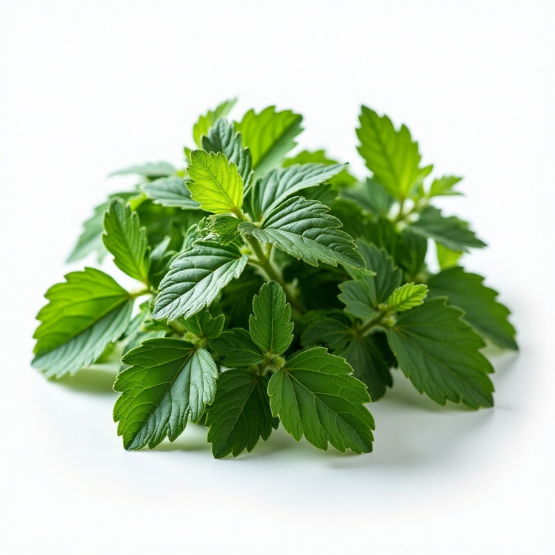 Perilla leaf