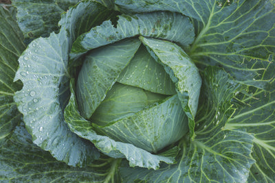 Cabbage Half