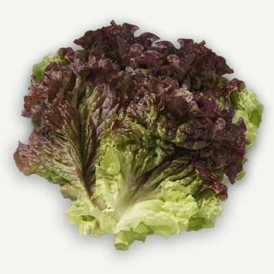 Korean Lettuce