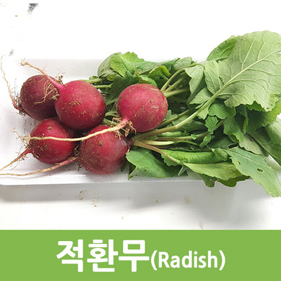 레드 래디시