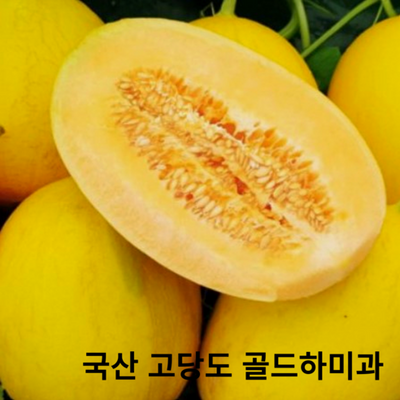 Yellow Melon 노랑멜론