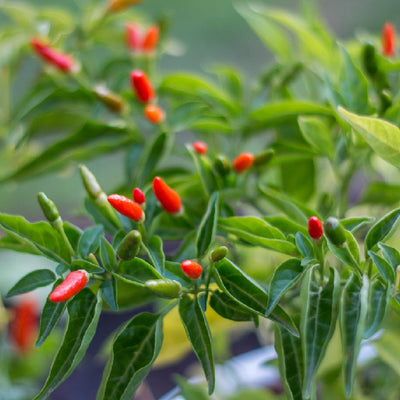 Birds Eye Chilli
